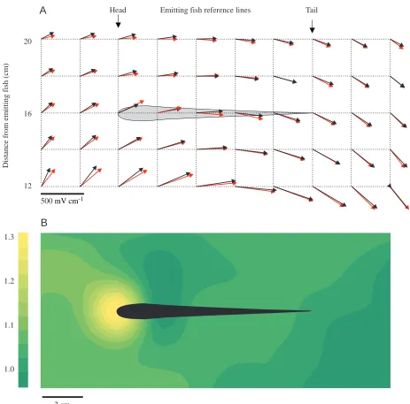 Fig. 9. The ‘funnelling effect’ of the body of the ﬁsh. (A) The two-dimensional electric ﬁeld of a ﬁsh at the peak of the V3electric organ discharge represented as gradient vectors in a rectangular region (18cmalone