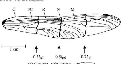 Fig. 1. Drawing of a dragonﬂy forewing (Aeshna cyaneaproﬁle cross sections shown below at 0.3, 0.5 and 0.7) withlrel, where lrel isthe relative span length