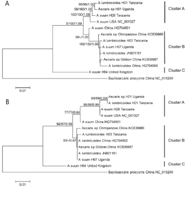 Fig. 1. Inferred evolutionary relationship among the different Ascaris mtDNA genomes based on the 12 protein coding genes and the two ribosomal DNA genes (A) and based on 383 bp of the cox1 gene (B) using Baylisascaris procyonis as outgroup