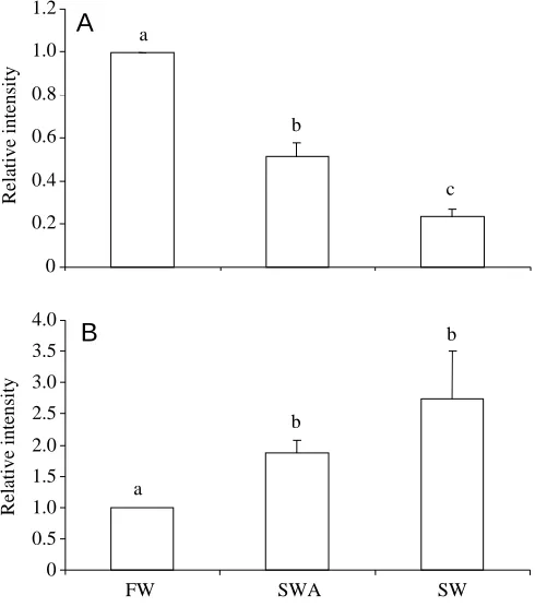 Fig. 3. Relative intensity of immunopositive bands representing theαfreshwater stingrays; SW, seawater stingrays; SWA, seawater-Lower case letters indicate statistical categorization of groups asdetermined by a Kruskal–Wallis -subunit of Na+/K+-ATPase in t