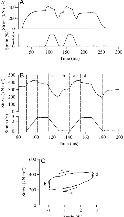 Fig. 7. A synthesized work loop from a locust ﬂight muscle. Notethat the loop is traversed in a clockwise direction (=net workabsorption) rather than anticlockwise (=net work production) as inthe beetle muscle