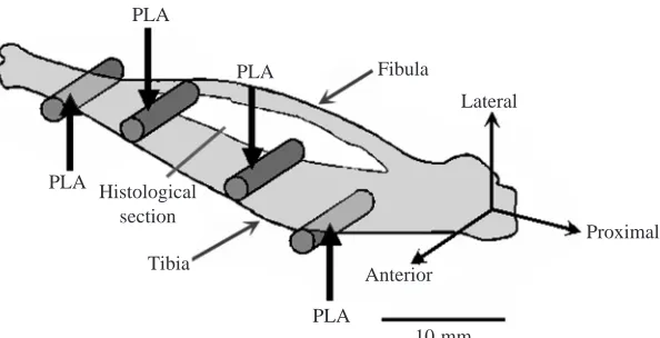 Fig. 1. A four-point-bending device is used to applycontrolled mechanical loads to the right tibia of anthe cylindrical pads (upper pads 11mm apart, lowerpads 23mm apart) as well as the position at whichsections were taken for semiquantitative histological