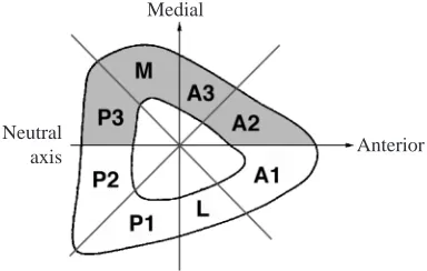 Fig. 2. The rat tibia in cross section. Regions wherephotomicrographs were taken are marked as M, A1–A3, L, P1–P3.The neutral axis, the centroid (the intersection between the neutralaxis and a vertical line), the tension band (shaded) and thecompression band (unshaded, below the neutral axis) are alsodepicted.