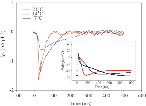 Fig. 3. Steady-state window current calculated as the product ofthe activation and inactivation curves ateach temperature