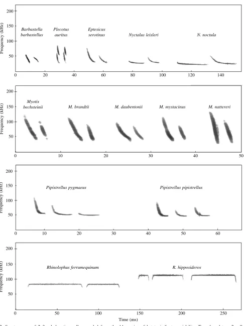 Fig. 2. Spectrograms of 2–3 echolocation calls recorded from the 14 species of bat to indicate variability