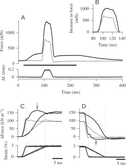 Fig. 6. In the experiments of this series, a muscle was stretchedfor a short distance at constant velocity and, after a delay,released at constant velocity