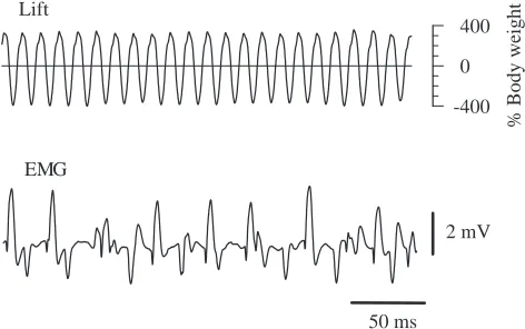 Fig. 7. Lift generated by wing strokes (upper trace) and muscleaction potentials recorded from a basalar muscle (EMG; lower trace)during tethered ﬂight