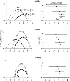 Fig. 14. Change in optimal muscle length with increasing strain,relative to that at the smallest strain tested; cycle frequency 60Hz,temperature 35 °C