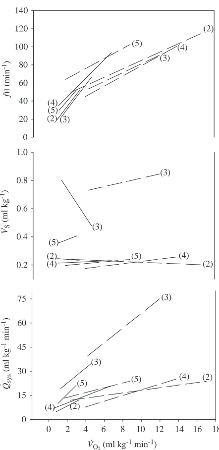 Fig. 8. The effects of an increase in metabolic rate ((f), stroke volume (V) and systemic blood ﬂow (VO (ml kg min)Q2V.O.