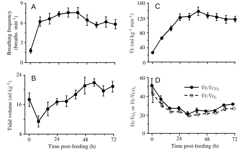 Fig. 3. (A) Breathing frequency,molurus72h after consuming a rat mealequivalent in mass to 25% of thesnake’s body mass