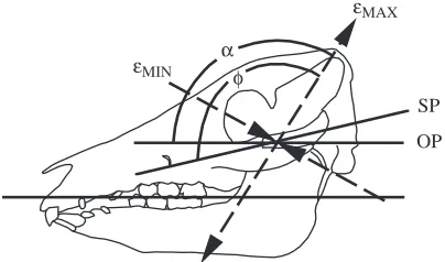 Fig. 2. (A) Lateral view of a pig skull showing thelocations of sections through circumzygomatic sutures(bars)