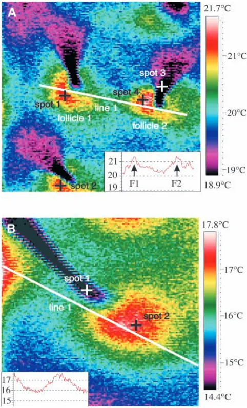 Fig. 4. (A) A close-up thermogram of three neighbouring harbourseal follicles. (A) The temperature graph produced by a proﬁle lineintersecting two follicles shows their surface temperatures (red area)to be higher by up to 1.3 °C than that of adjacent skin 