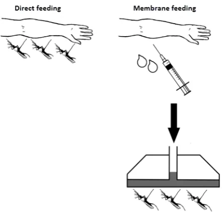 Figure 3. Difference between membrane feeding and direct feeding (adapted from Bousema et al 2012 [38]).