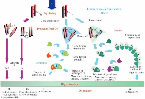 Fig. 3. Evolutionary relationships among dioxygen-binding proteins. Two different metal ions, iron (alone or as a haem group) and copper,became ﬁxed by protein α-helices