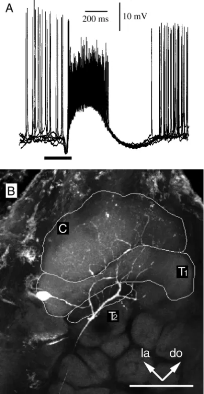 Fig. 2B. The principal effect of 5-HT was to increase theexcitatory components of the pheromone-induced response