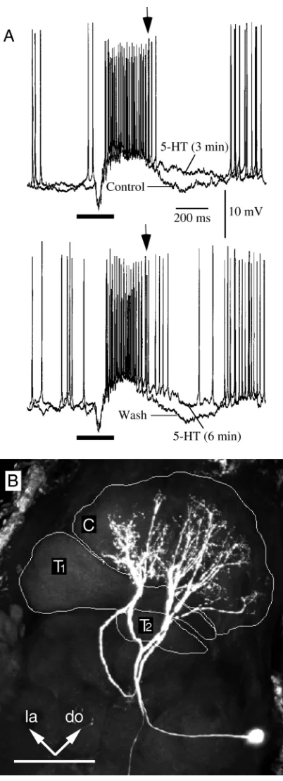 Fig. 2. (A) Intracellular recordings of responses of amacroglomerular complex projection neuron to antennal stimulationwith the pheromone blend before, during and after application of 5-HT (10−4 mol l−1)