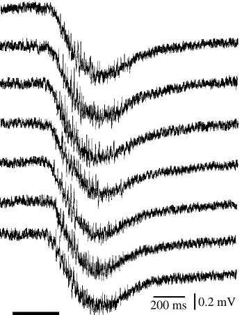 Fig. 4. Potentials evoked by pheromone stimulation and recordedextracellularly in the macroglomerular complex