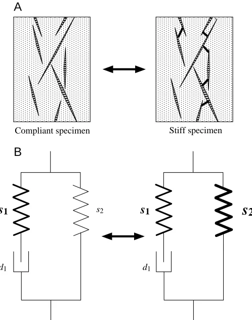 Fig. 7. Explanation for tissue stiffening. (A) Collagen ﬁbrils within atissue specimen link together to form a more continuous networkonly a small proportion of the collagen ﬁbrils need to span the tissueto achieve a dramatic increase in stiffness; therefo