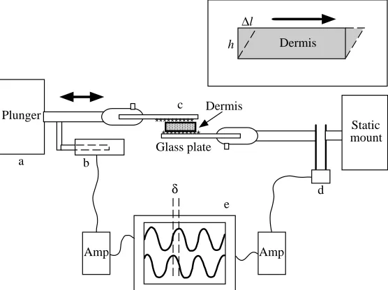Fig. 2. The dynamic oscillatory shear device. Anelectromagnetic plunger (a) is driven in a smooth, sinusoidalfashion at 1.0Hz, and its displacement is measured with alinear variable differential transformer (b)