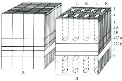 Figure 2: Illustration of a hypercolumn containing neurons selec-tive to orientation, ocular dominance, and color, obtained from[40].
