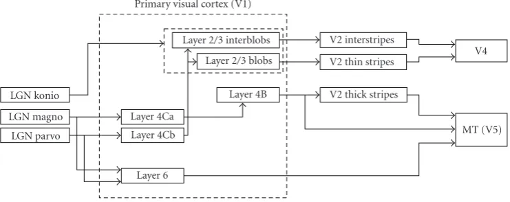 Figure 4: Connections from LGN, interlayer connections and projections to other cortical areas