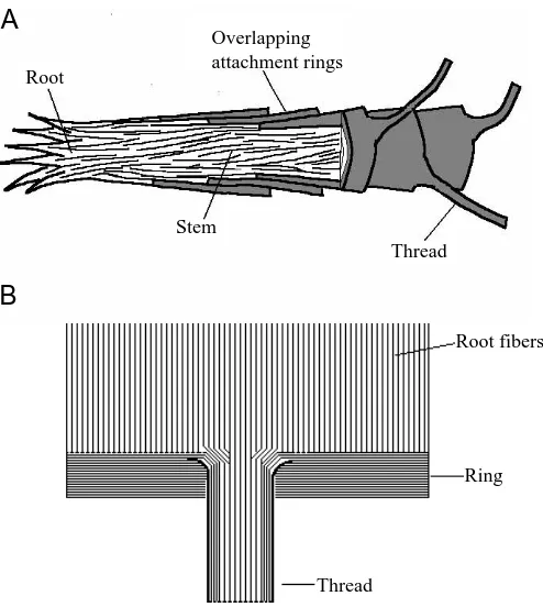 Fig. 5. (A) Diagrammatic cross section of a typical byssus stemuprooted from a mussel and with all threads removed
