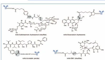 Table 2. Partial list of drugs conjugated to antibodies