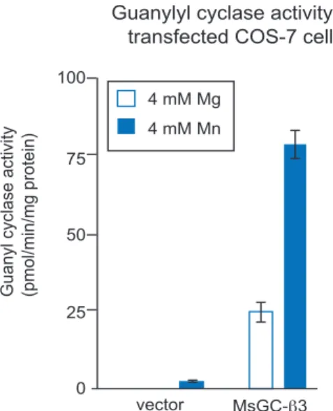 Figure 4:   Guanylyl cyclase activity in GC-overexpressing COS-7 cells. Cells were transfected with vector (nega- (nega-tive control) or MsGC- β 3, which is a GC variant that has high basal activity
