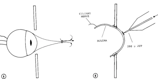Fig. 1. Method of mounting and stimulating cornea. A, Cornea protected by conjunctiva;