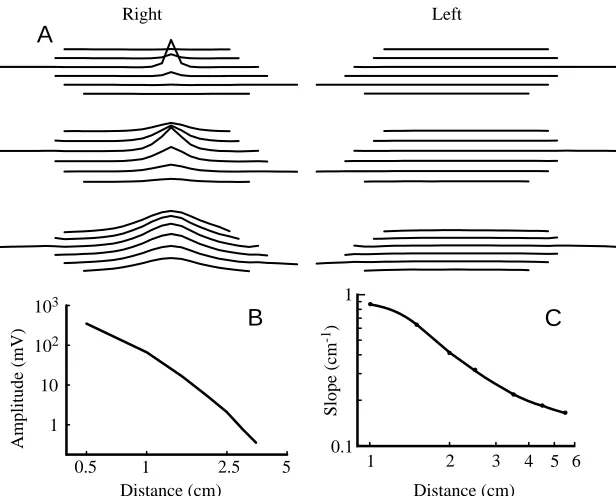 Fig. 8. Distance is coded by the spatial peak-to-peak (PP) amplitudeproﬁle but not by the PP amplitude at the projection point