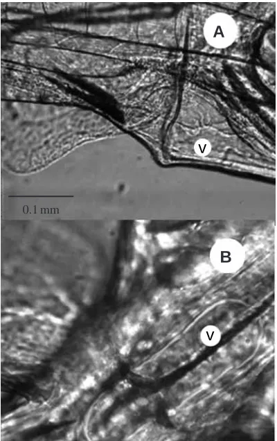 Fig. 2. Freeze-frame video images of lateral (A) and ventral (B)views of the ventricle (v) of late yolk-sac (stage 1c) herring larvae.Images were captured and digitised by an Improvision 2000 image-processing work station