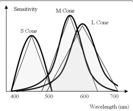 Figure 2 Sensitivity of the human visual receptors to thedifferent wavelengths of the spectrum