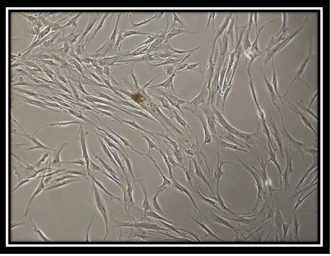 Figure 2: Phase contrast image of post-bead isolation of PDL cells using human STRO-1 antibody