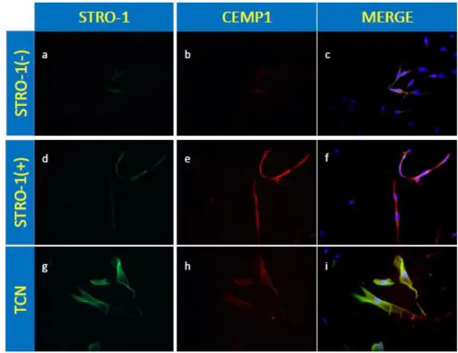 Figure 4: Immunofluorescent images staining for STRO-1, CEMP1, and the nucleus with P-3 cells