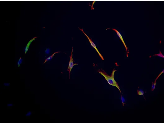 Figure 5: Merged microscopic image of aged P-11 STRO-1 positive bead isolated PDL cells stained for STRO-1 with FITC, CEMP1 with Texas Red, and the nucleus with DAPI