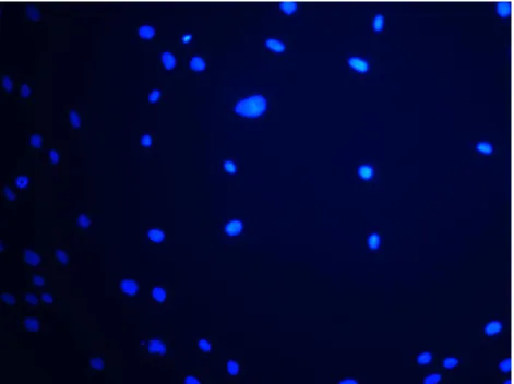 Figure 6: STRO-1 negative P-11 (Supernatant or non-bead isolated PDL cells) cells stained for both STRO-1 and CEMP1