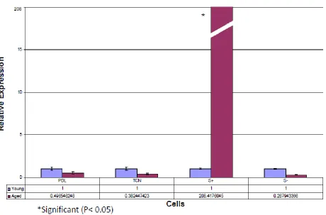 Figure 10: Baseline trial of real time PCR showing Cementum Protein 1 (CEMP1) mRNA relative        expression comparing young (P 3-4) versus aged (P 11-13) cells in four different cell strains normalized to GAPDH