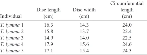 Table 1. Morphometric data for Taeniura lymma individualsused in this study