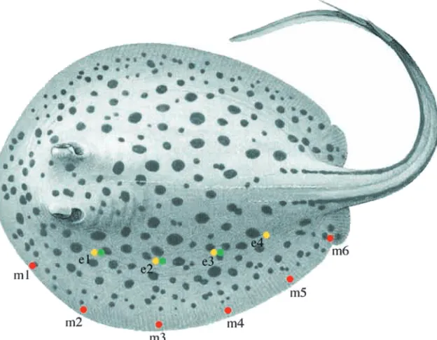 Fig. 1. Dorsal view of Taeniura lymma modiﬁedfrom Last and Stevens (1994). Aluminum clipmarkers were placed at six locations (m1–m6, inred) along the left pectoral ﬁn for digitizinghomologous points frame by frame