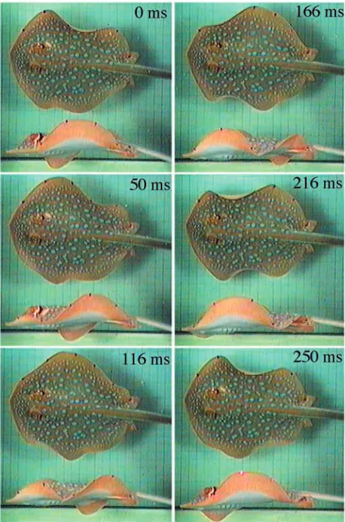 Fig. 2. Successive lateral and dorsal video images of Taeniuralymma swimming in a ﬂow tank at approximately 2 DLs−1 (whereDL is disc lengths)