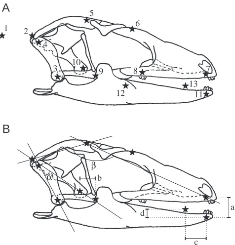 Fig. 1. (A) Schematic drawing of the skull of Gekko gecko toillustrate the position of the radio-opaque markers (numbered 1–13)inserted into the cranial elements to help visualise intracranialmovements