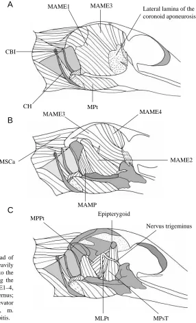 Fig. 2. (A–C) Sequentially deeper dissection levels of the head ofGekko gecko to illustrate the major jaw-closer muscles