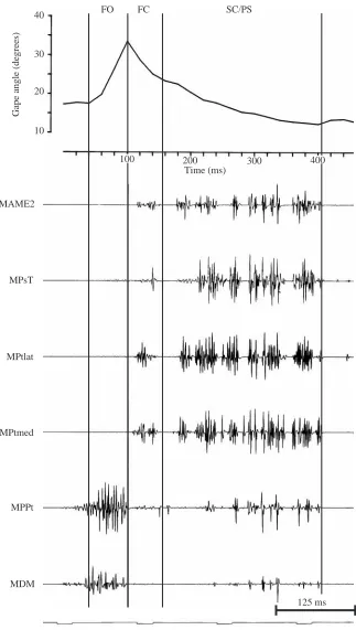 Fig. 4. Representative original electromyogramsfrom simultaneous recordings of several musclesThe upper panel shows changes in gape angleover the same period