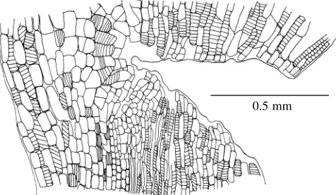 Fig. 1. Rosettes of cellulose synthetase in the membrane of a cellconﬁned by microtubules inside the cell