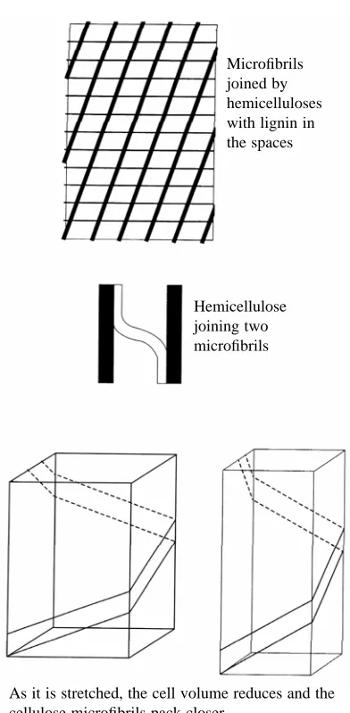 Fig. 3. Generalised structure of the secondary cell wall of xylemfrom Nicotiana tabacum