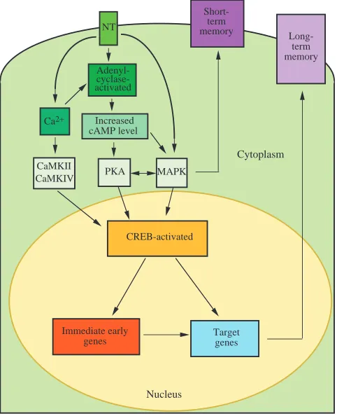 Fig. 1. Schematic representation summarizing the molecular eventsleading to short and long-term memory