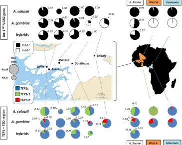 Fig 1. Int-1702both markers (this study) and from West-Africa and Cameroon (data from Gentile et al., 2004 and White et al.,2011) are reported on the right for comparison