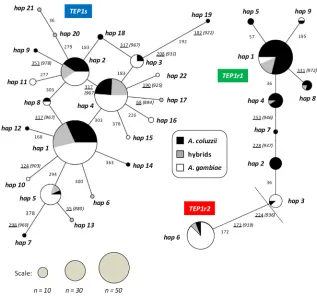Fig 2. TEP1replaced amino acids (in brackets) follows Blandin et al., 2009.related haplotypes.non-synonymous (underlined) mutations along branches follows our 387 bp median-joining networks depicting relationships among TEP1s (left) and TEP1r (right) Haplo