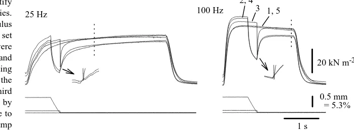 Fig. 14. Peak isometric force and rate of force rise (dF20–40 %functions of stimulus frequency