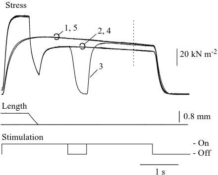 Fig. 12. Some deactivation persists after the end of stimulation.Traces from three trials are superimposed; the ﬁrst and last areshown as solid lines, the middle one as an interrupted line